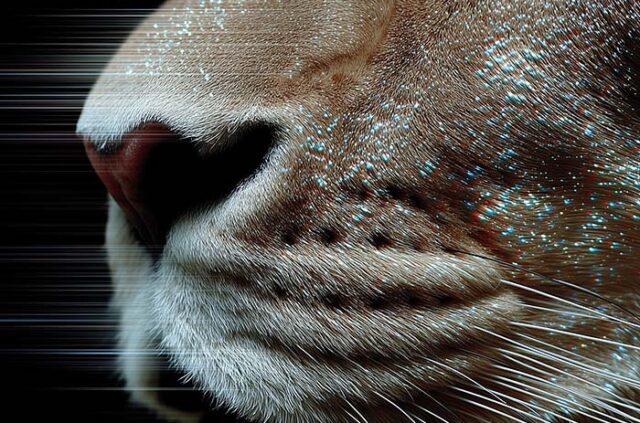 Run with the Lions
Karriere